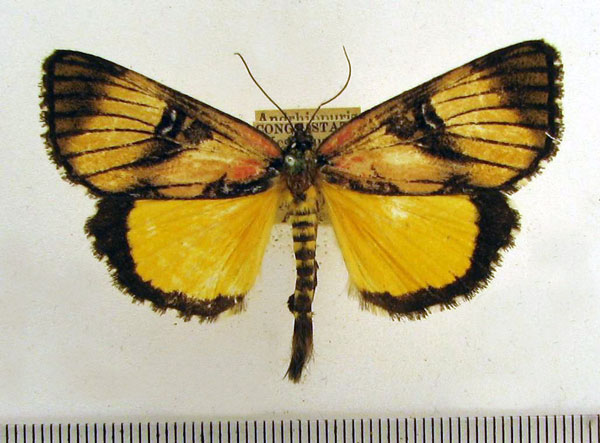 /filer/webapps/moths/media/images/C/caudaequina_Andrhippuris_A_HDOU_02.jpg