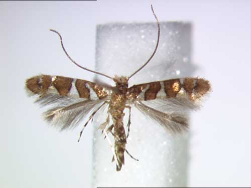 /filer/webapps/moths/media/images/C/caudasimplex_Phyllonorycter_A_BMNH.jpg