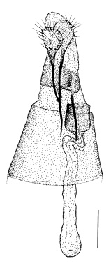 /filer/webapps/moths/media/images/C/caudasimplex_Phyllonorycter_GF_DePrins.jpg