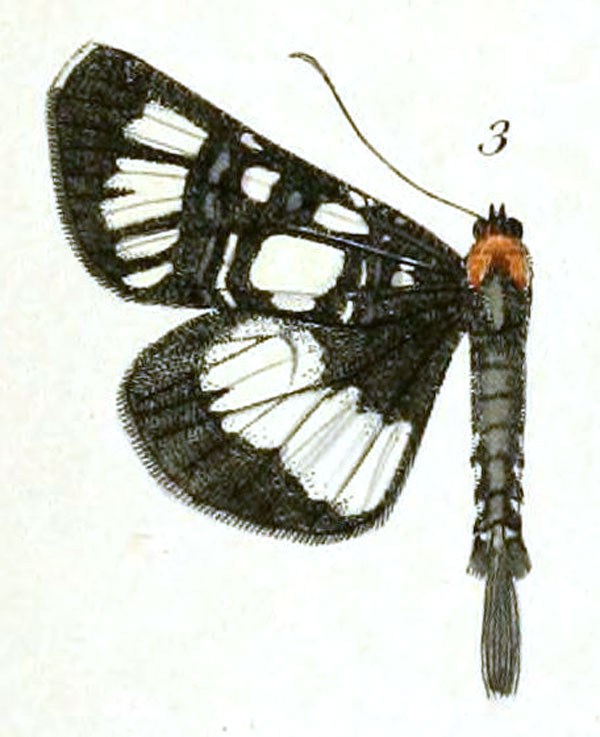 /filer/webapps/moths/media/images/C/caudata_Agarista_HT_Dewitz_1-3.jpg