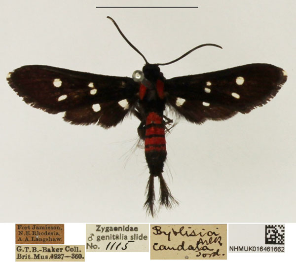 /filer/webapps/moths/media/images/C/caudata_Dilophura_AM_NHMUK.jpg