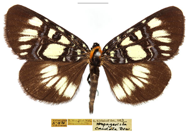 /filer/webapps/moths/media/images/C/caudata_Hespagarista_AM_RBINS_01.jpg