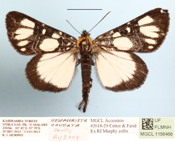/filer/webapps/moths/media/images/C/caudata_Hespagarista_A_MGCLa_01.JPG