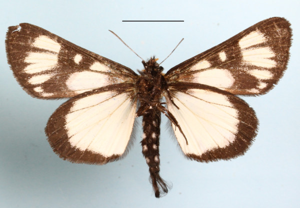/filer/webapps/moths/media/images/C/caudata_Hespagarista_A_MGCLb_01.JPG