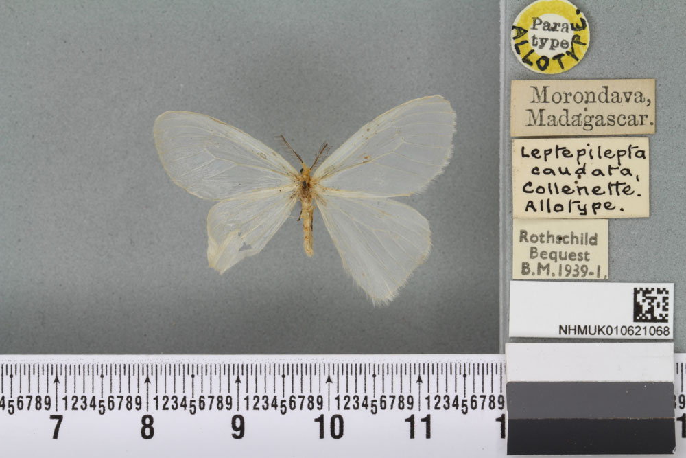 /filer/webapps/moths/media/images/C/caudata_Leptepilepta_AT_BMNHa.jpg