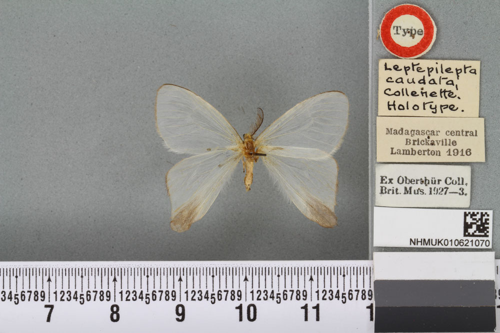 /filer/webapps/moths/media/images/C/caudata_Leptepilepta_HT_BMNHa.jpg