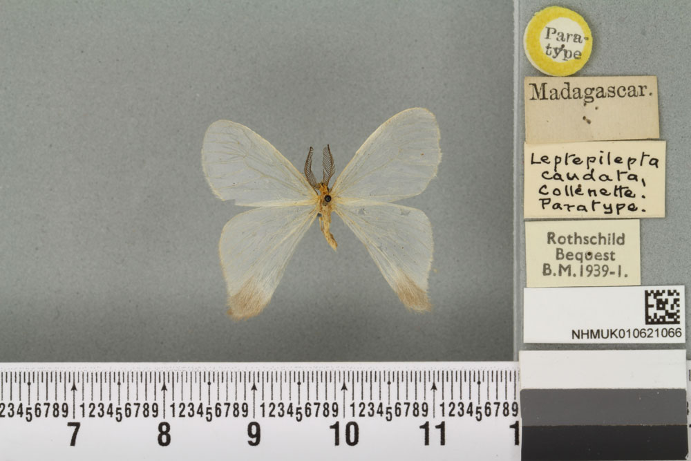 /filer/webapps/moths/media/images/C/caudata_Leptepilepta_PT_BMNH_01a.jpg