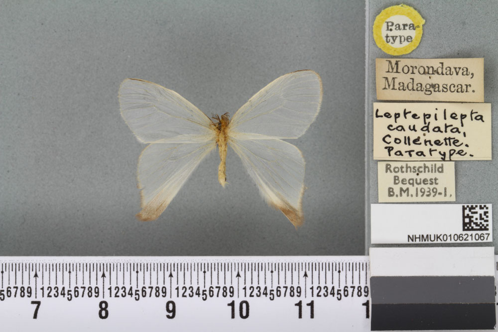 /filer/webapps/moths/media/images/C/caudata_Leptepilepta_PT_BMNH_02a.jpg
