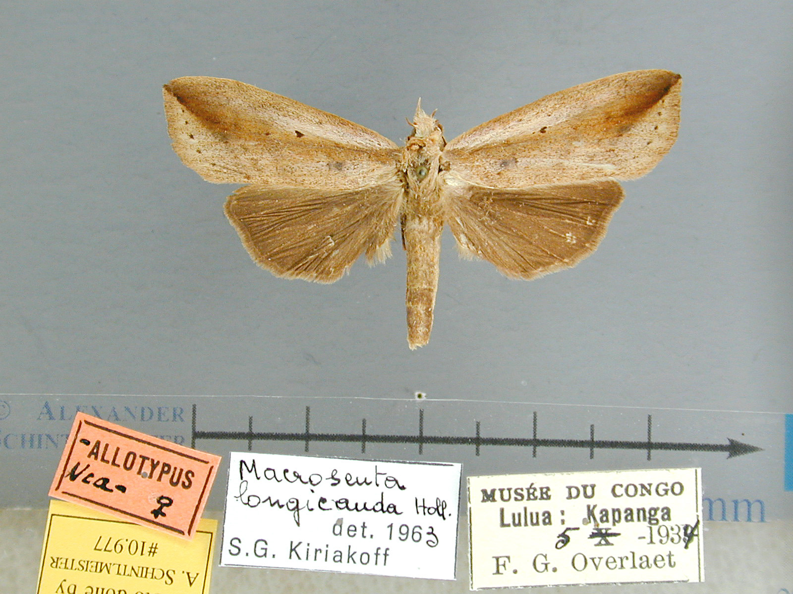 /filer/webapps/moths/media/images/C/caudatissima-Macrosenta-10977f-DRKongo.jpg