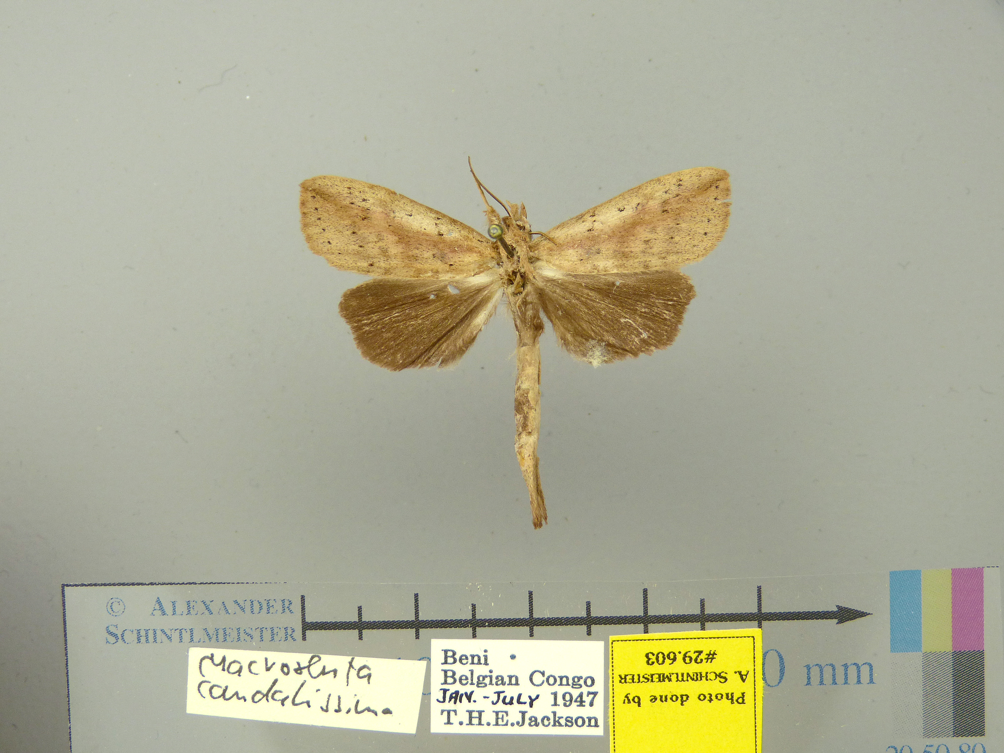 /filer/webapps/moths/media/images/C/caudatissima-Macrosenta-29603-Congo.jpg