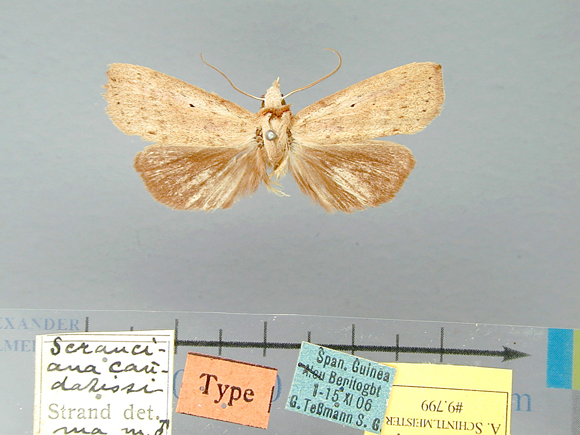 /filer/webapps/moths/media/images/C/caudatissima-Macrosenta-9799-HT-EGuinea.jpg