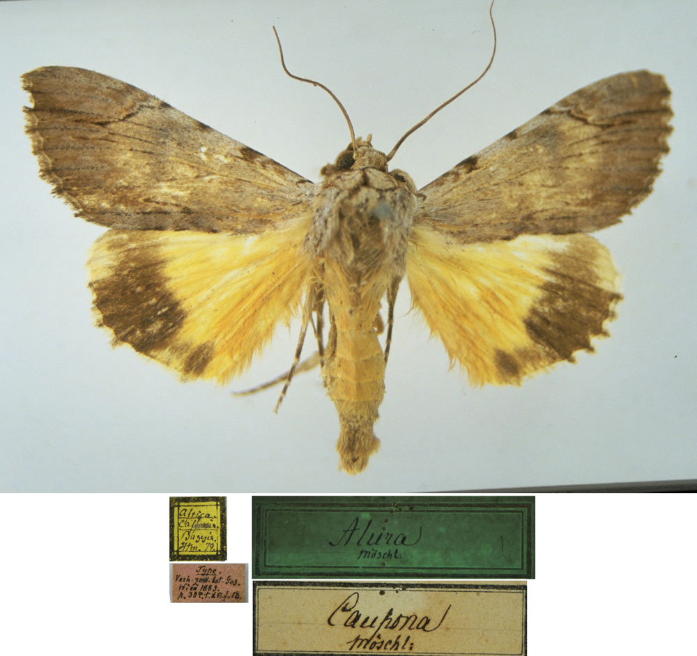 /filer/webapps/moths/media/images/C/caupona_Alura_HT_MSNM.jpg