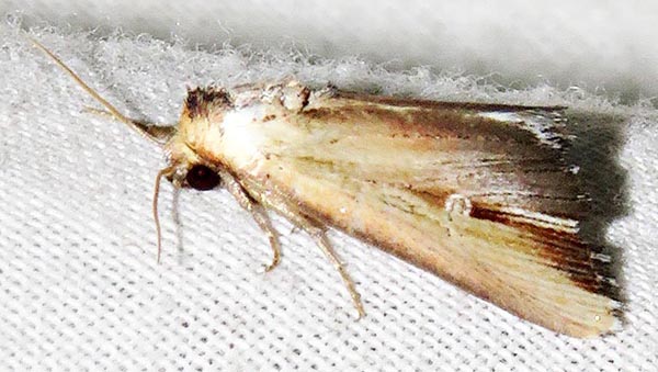 /filer/webapps/moths/media/images/C/cauta_Phalerodes_A_Braun_01.jpg