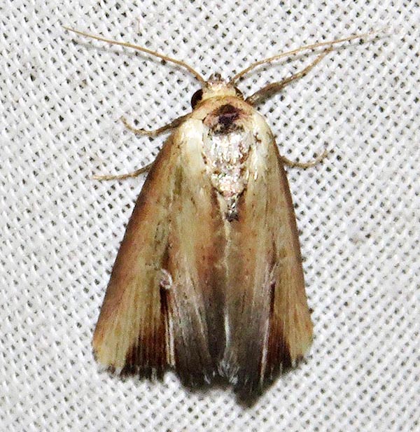 /filer/webapps/moths/media/images/C/cauta_Phalerodes_A_Braun_02.jpg