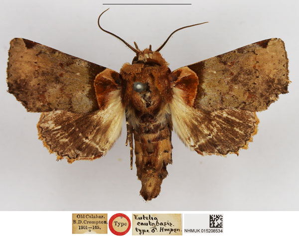 /filer/webapps/moths/media/images/C/cautabasis_Eutelia_HT_NHMUK.jpg