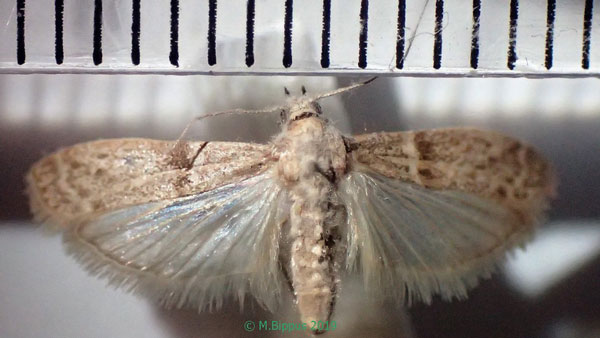 /filer/webapps/moths/media/images/C/cautella_Cadra_A_Bippus_03.jpg