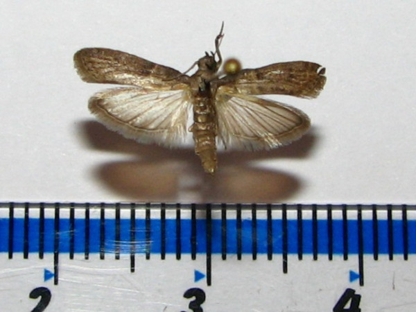 /filer/webapps/moths/media/images/C/cautella_Cadra_A_Goff_GM.jpg