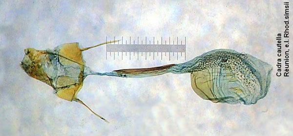 /filer/webapps/moths/media/images/C/cautella_Cadra_GF_Bippus_1421.jpg