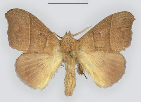 /filer/webapps/moths/media/images/C/cavuata_Hapsimachogonia_HT_MWM.jpg