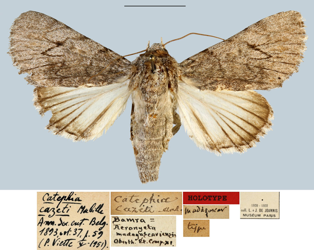 /filer/webapps/moths/media/images/C/cazeti_Catephia_HT_MNHN.jpg