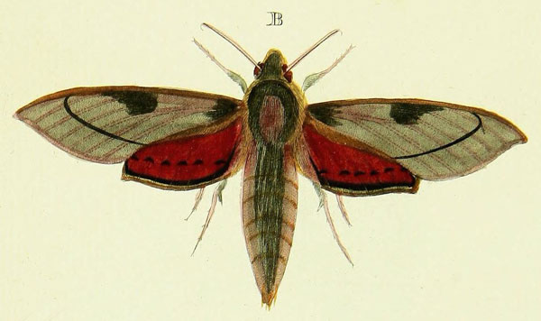 /filer/webapps/moths/media/images/C/cecrops_Theretra_Cramer3_226_B.jpg