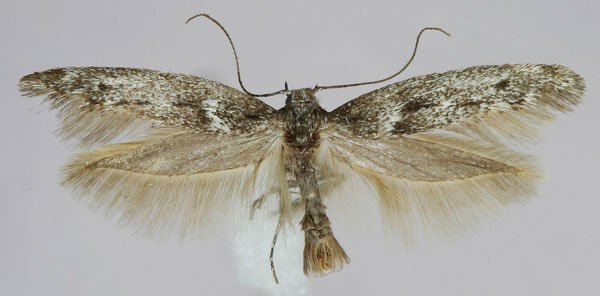 /filer/webapps/moths/media/images/C/cederbergensis_Scythris_HT_ZMHB.jpg