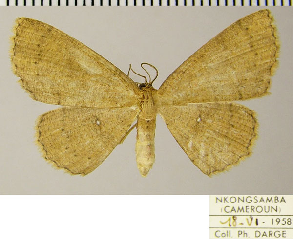 /filer/webapps/moths/media/images/C/cedrici_Cyclophora_AF_ZSM.jpg
