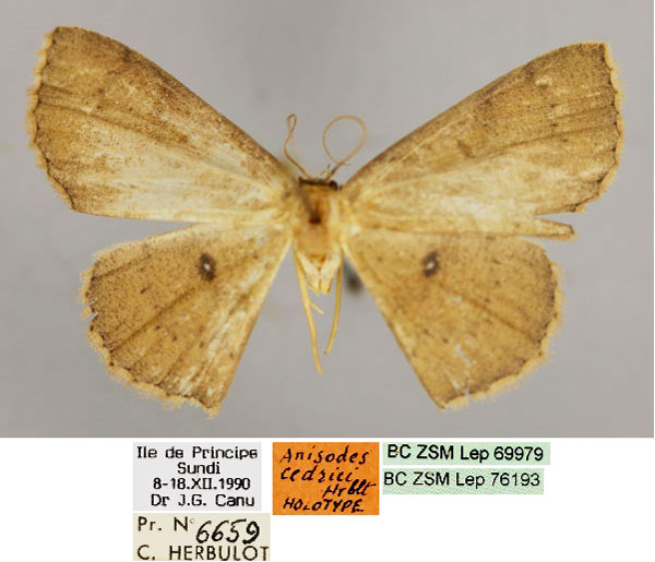 /filer/webapps/moths/media/images/C/cedrici_Cyclophora_HT_ZSM_01.jpg