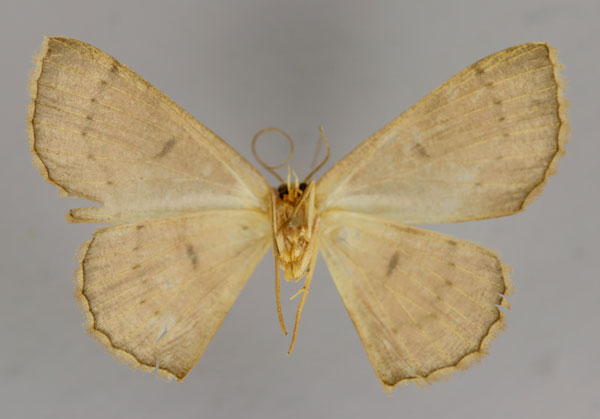 /filer/webapps/moths/media/images/C/cedrici_Cyclophora_HT_ZSM_02.jpg
