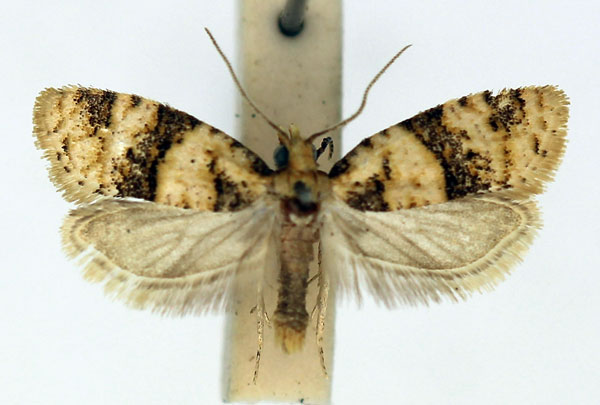 /filer/webapps/moths/media/images/C/cedrota_Droceta_AM_ISEA_03.jpg