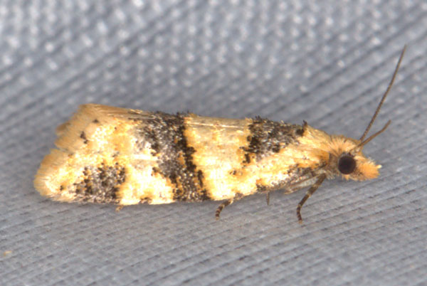 /filer/webapps/moths/media/images/C/cedrota_Droceta_A_Heynsa.jpg