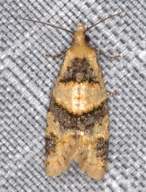 /filer/webapps/moths/media/images/C/cedrota_Droceta_A_Heynsb.jpg