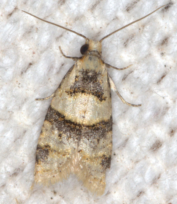 /filer/webapps/moths/media/images/C/cedrota_Droceta_A_Heynsc.jpg