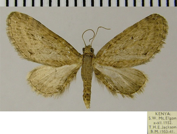 /filer/webapps/moths/media/images/C/celatisigna_Eupithecia_AM_ZSM.jpg