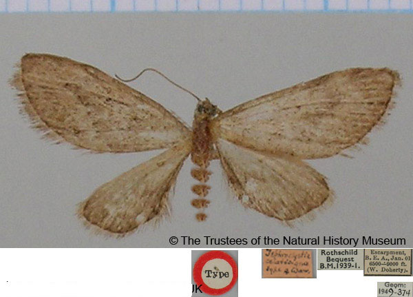 /filer/webapps/moths/media/images/C/celatisigna_Tephroclystia_HT_BMNH.jpg