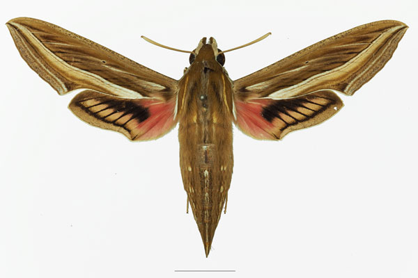 /filer/webapps/moths/media/images/C/celerio_Hippotion_AF_Basquina.jpg