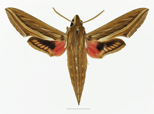 /filer/webapps/moths/media/images/C/celerio_Hippotion_AM_Basquin_01a.jpg