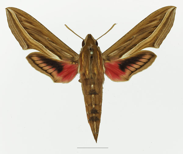 /filer/webapps/moths/media/images/C/celerio_Hippotion_AM_Basquin_02a.jpg