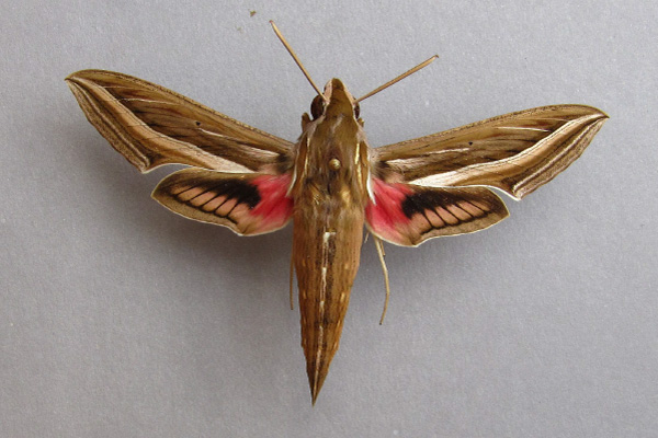 /filer/webapps/moths/media/images/C/celerio_Hippotion_A_Baron.jpg