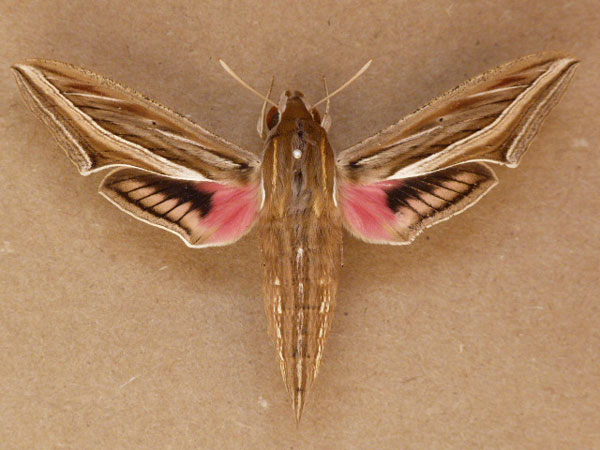 /filer/webapps/moths/media/images/C/celerio_Hippotion_A_Butler.jpg