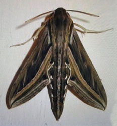/filer/webapps/moths/media/images/C/celerio_Hippotion_A_Glibert.jpg