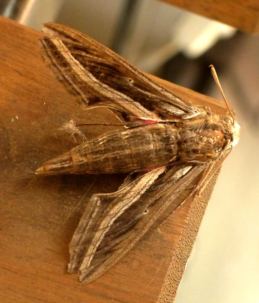 /filer/webapps/moths/media/images/C/celerio_Hippotion_A_Glibert_02.jpg