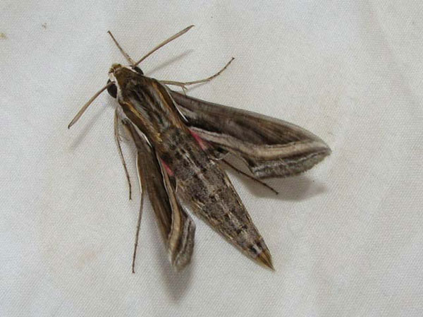 /filer/webapps/moths/media/images/C/celerio_Hippotion_A_Goff.jpg