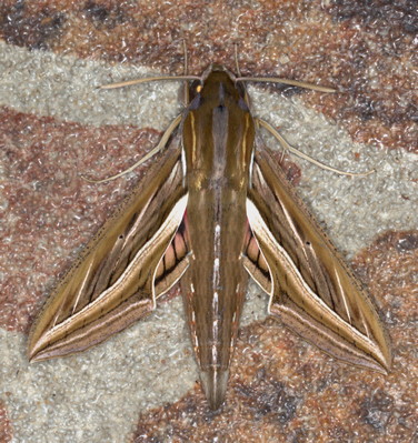 /filer/webapps/moths/media/images/C/celerio_Hippotion_A_Heyns_01.jpg