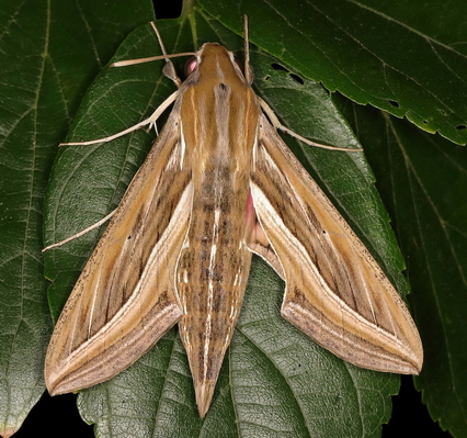 /filer/webapps/moths/media/images/C/celerio_Hippotion_A_Heyns_03.JPG