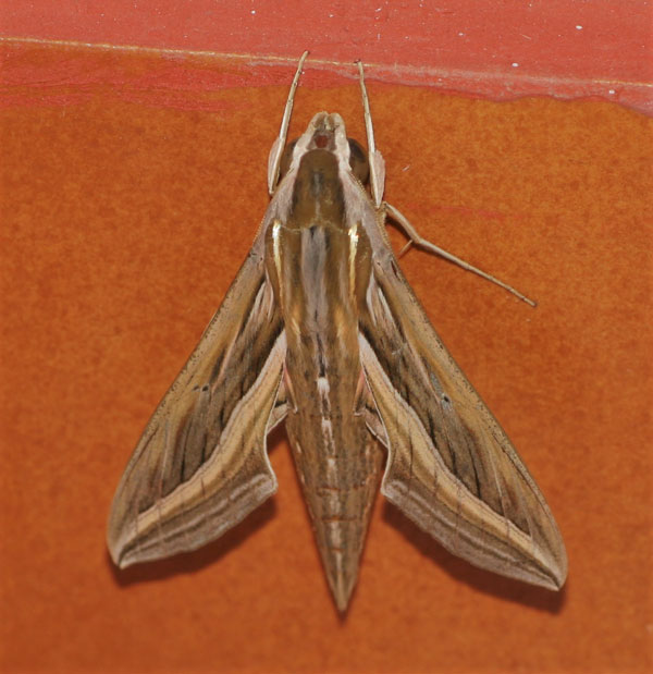 /filer/webapps/moths/media/images/C/celerio_Hippotion_A_Jorpeland.jpg