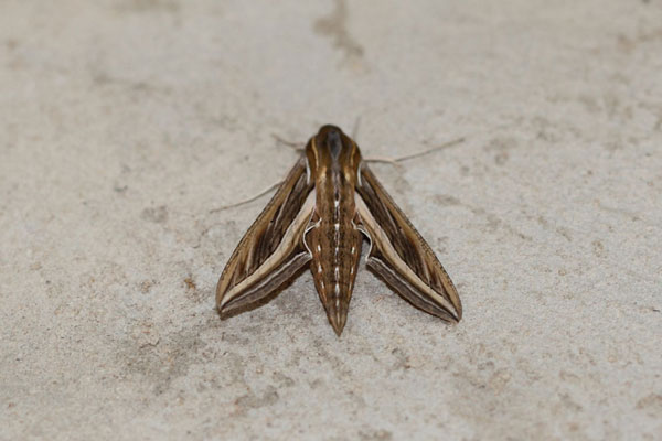 /filer/webapps/moths/media/images/C/celerio_Hippotion_A_Voaden_01.jpg