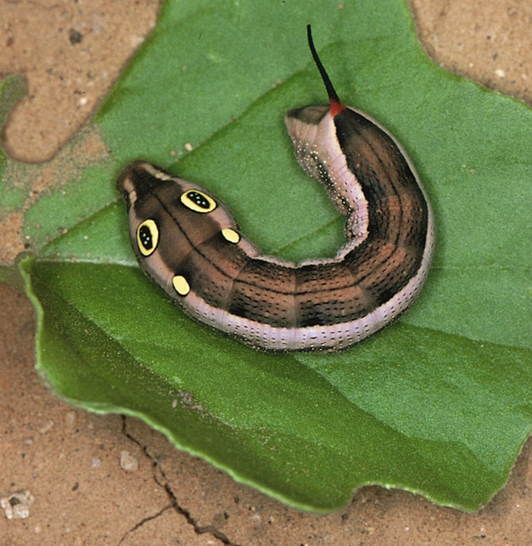 /filer/webapps/moths/media/images/C/celerio_Hippotion_C_Roland_01.jpg