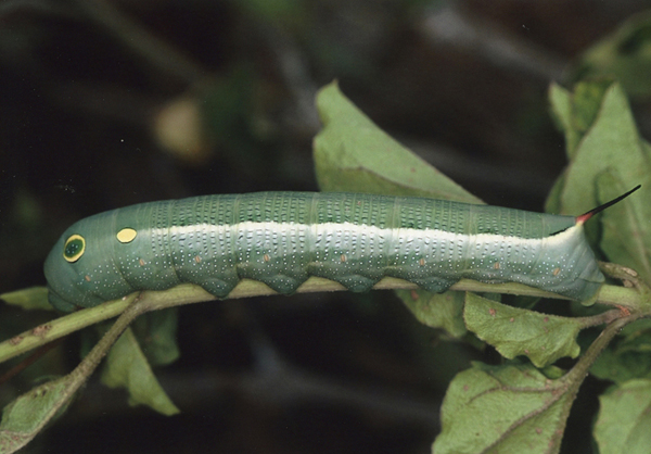 /filer/webapps/moths/media/images/C/celerio_Hippotion_C_Roland_06.jpg