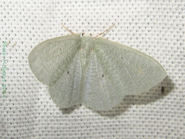 /filer/webapps/moths/media/images/C/cellularia_Prasinocyma_A_Bippus.jpg